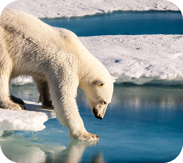 Wildlife Conservation Image