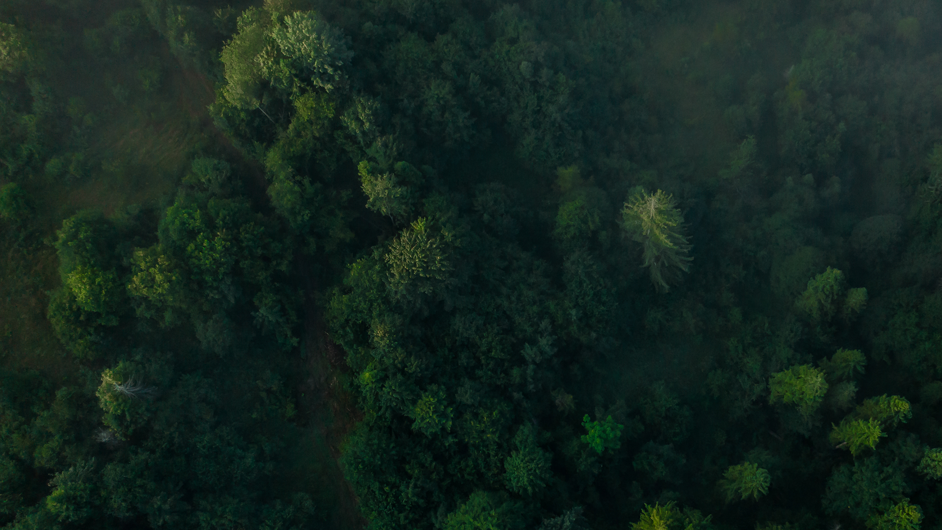 Toronto Zoo Background